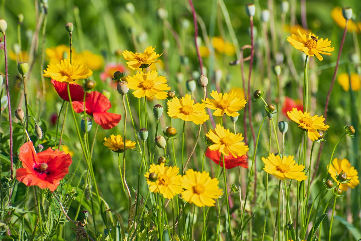 密切的横向图像亮黄色金鸡菊和罂粟花生长在一片野花草地,见在明亮的阳光下。