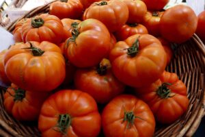 关闭水平一堆刚收获的形象,成熟红色的热那亚Costoluto西红柿在柳条篮子里。