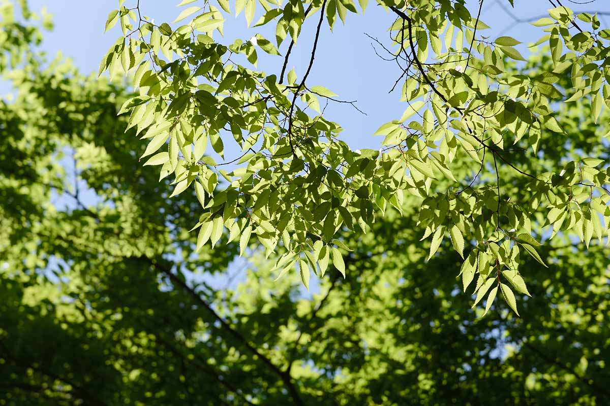 关闭水平图像的树叶日本榉属serrata树生长在景观、见光阳光蓝天背景。