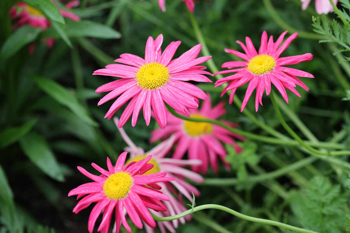 粉红色的近距离水平图像画雏菊(Tanacetum coccineum)生长在花园里见软焦点的背景。
