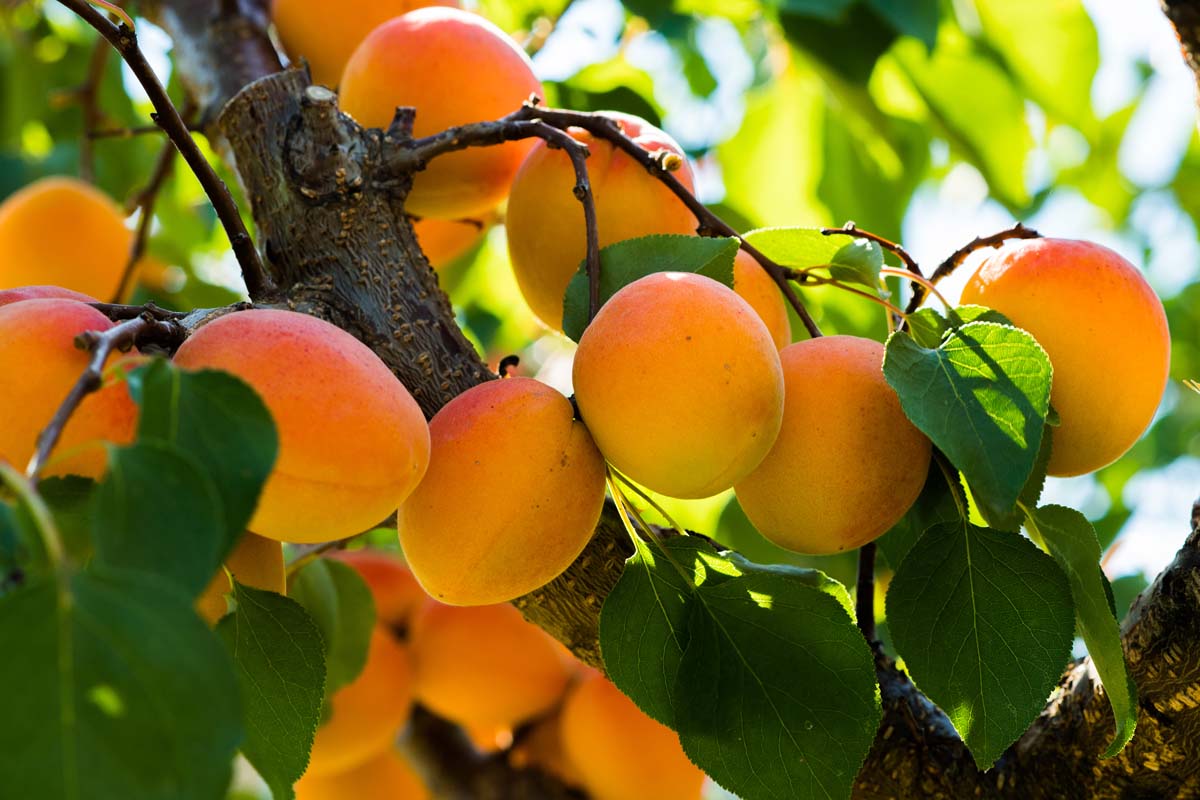 近水平形象的一棵杏树成熟水果长在树枝上见光过滤阳光照在一个软焦点的背景。