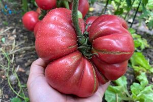 一个大红色的牛排西红柿chow畸形非生物障碍,皮肤深层裂缝和缝隙。