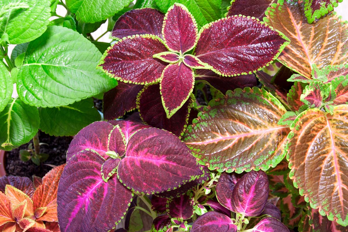 自顶向下视图的不同颜色的树叶和锦紫苏植物的品种。BOB体育APP苹果下载