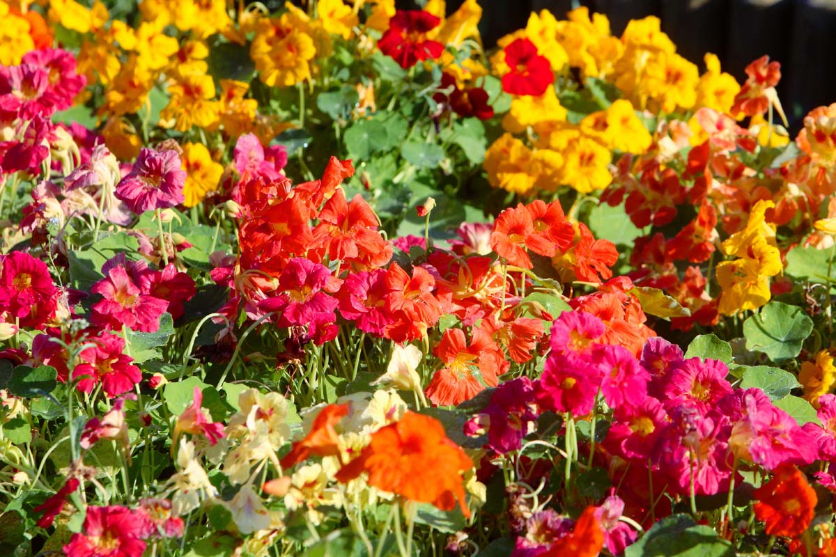 金莲花属植物的特写水平图像majus鲜花生长在夏天的花园。