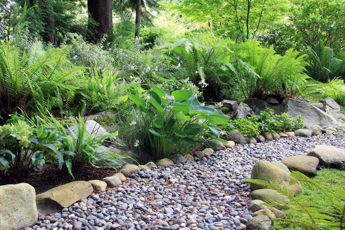 绿色玉簪属草本植物和蕨类植物生长沿着卵石通道线和更大的褐色石头。