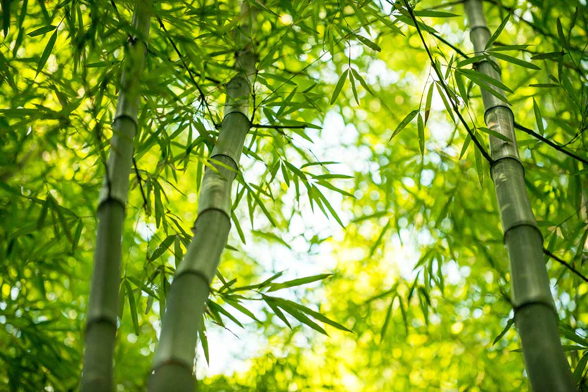 关闭水平图像竹子的茎和叶的光过滤。