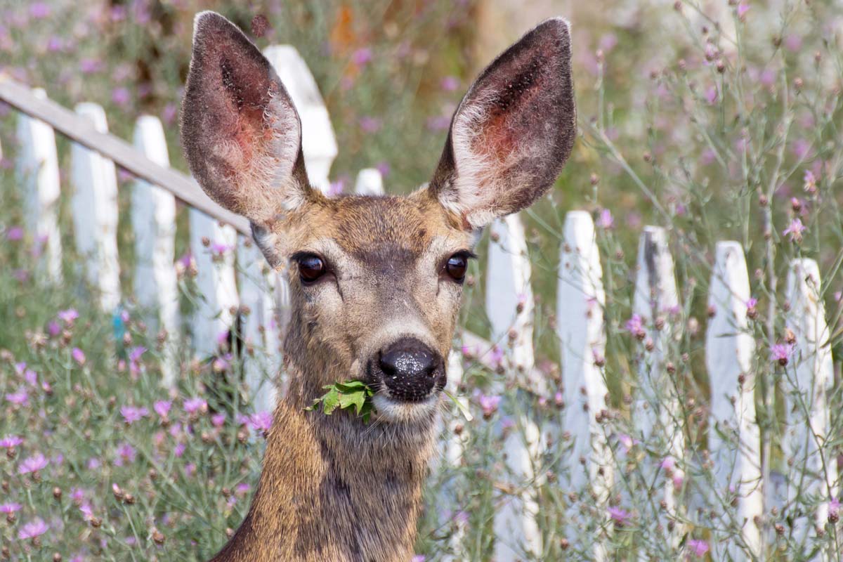 头部的特写镜头和大耳朵一只鹿,被吃植物在花园里,在小粉色花朵,白色尖桩篱栅背景。BOB体育APP苹果下载