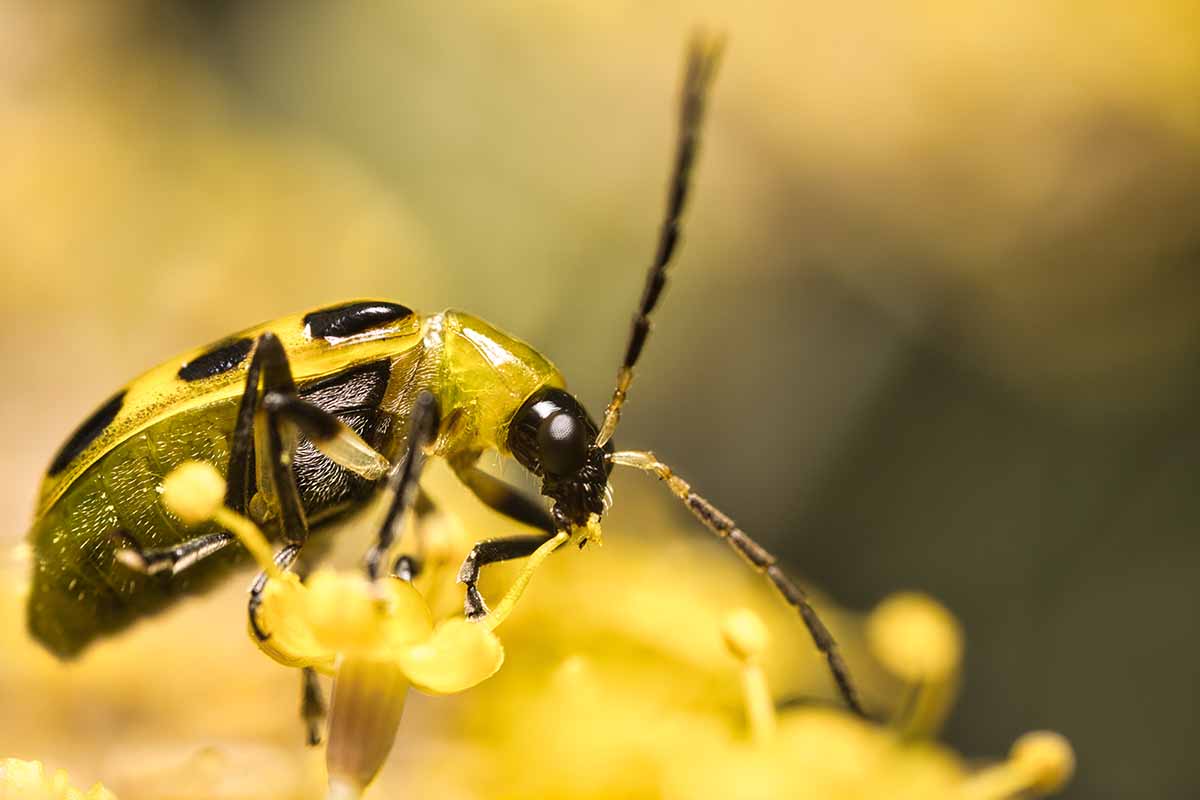 黄色和黑色的近水平形象黄瓜甲虫在黄花见软焦点的背景。