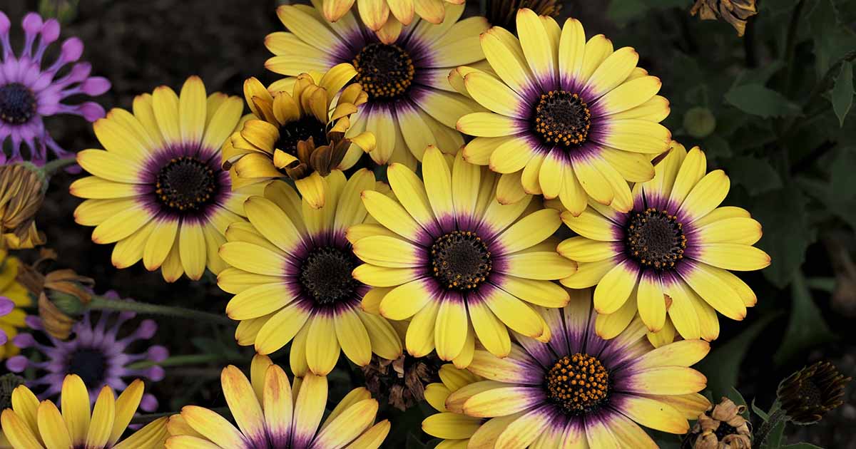 黄色和紫色的近距离水平图像角万寿菊(Dimorphotheca sinuata)花软焦点的背景图。
