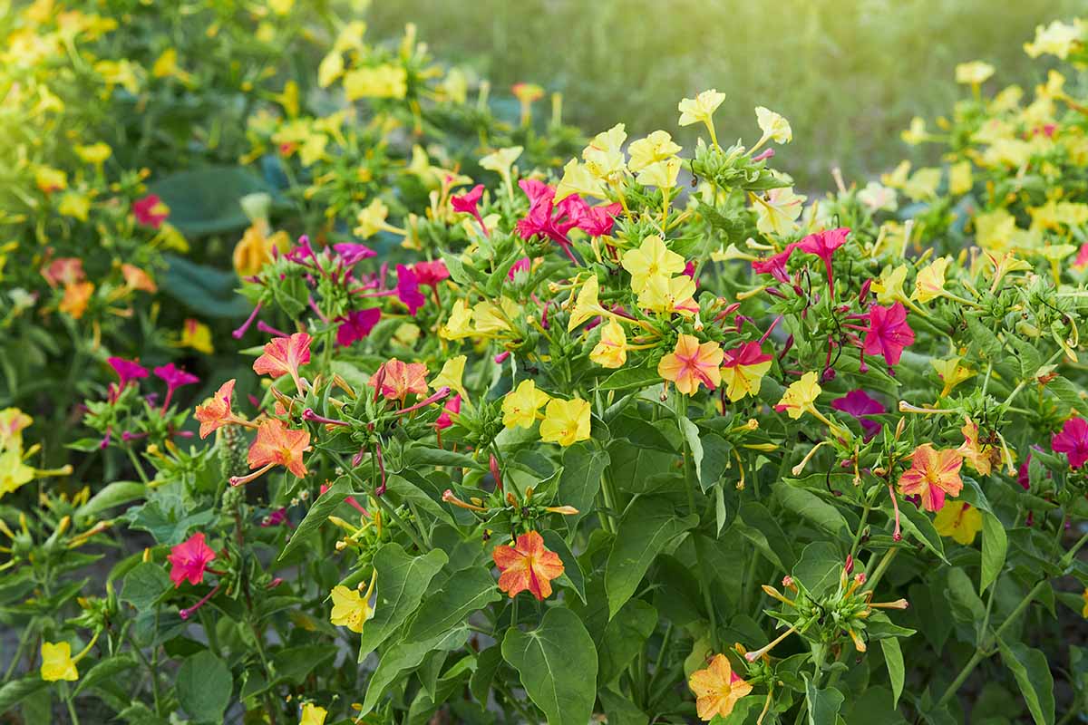 密切的横向图像彩色4 o点(紫茉莉)生长在花园里见软焦点的背景。