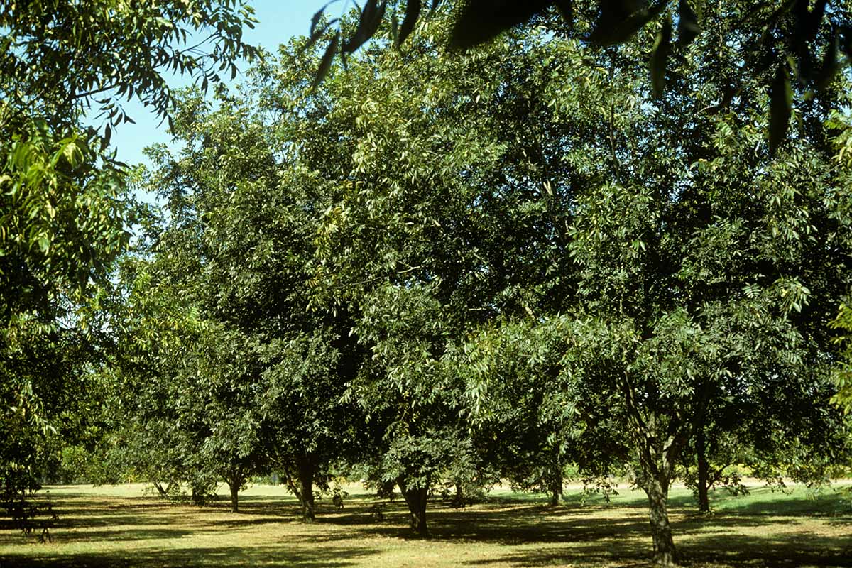 水平的形象行山核桃树在果园蓝天作为背景音乐。