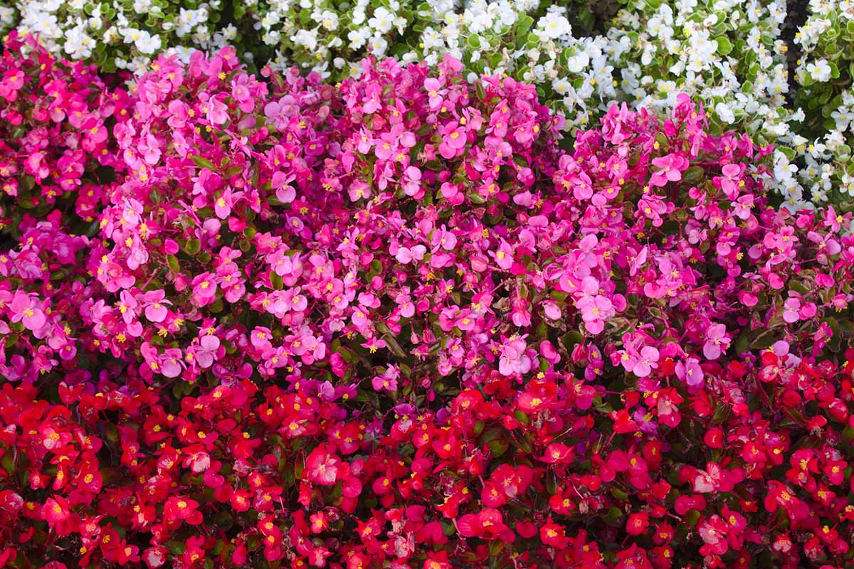 密切的横向图像粉色,红色,白色蜡秋海棠集体生长在花园里。