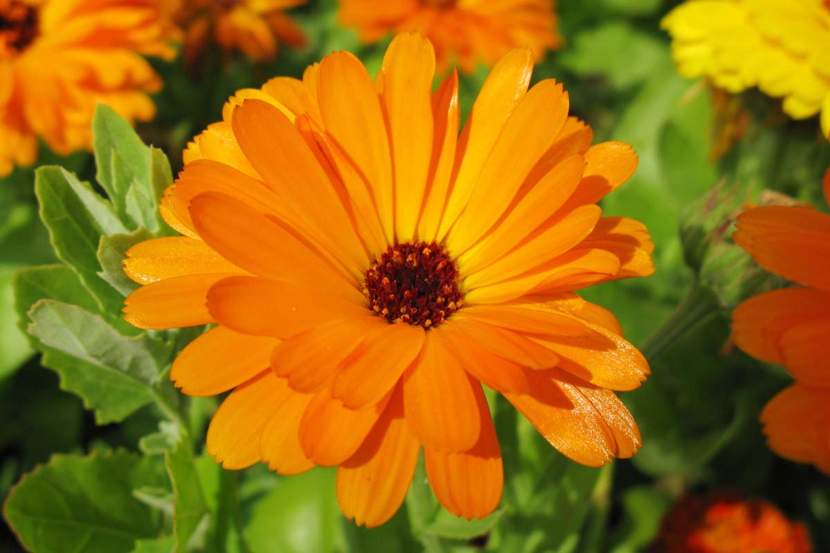密切的横向图像明亮的橙色金盏花花种植在花园里见软焦点的背景在明亮的阳光下。