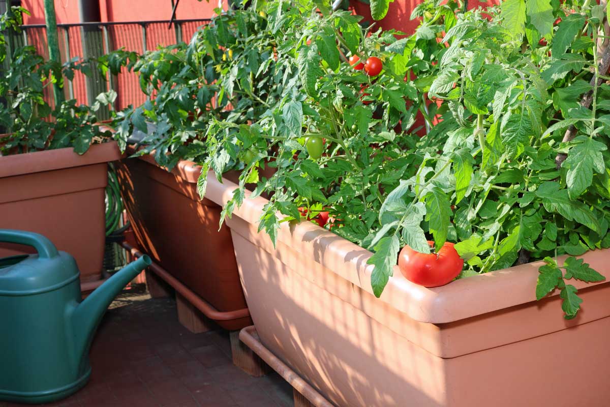 密切的大型塑料罐健康番茄植物满成熟的水果,种植在院子里,见在明亮的阳光下。BOB体育APP苹果下载
