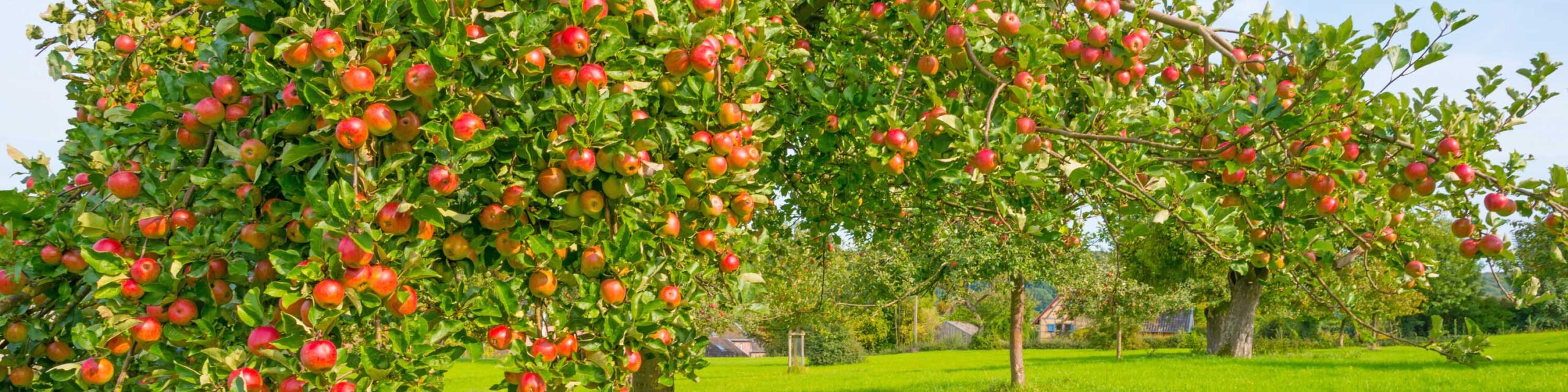 苹果树和成熟的水果的果园。