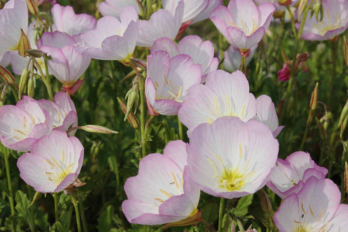 粉红色和白色的近距离水平图像月见草(月见草)花种植在花园里。