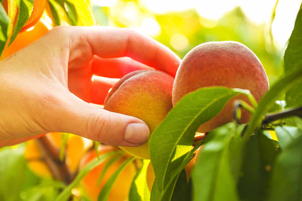 近水平形象的一只手从左边框架的收获成熟的桃子从树上,见光晚上阳光照在软焦点的背景。