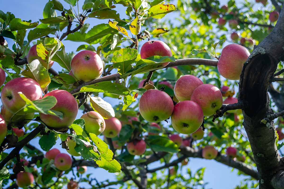 密切水平形象成熟的苹果长在树上,准备收获,蓝天背景图在明亮的阳光下。