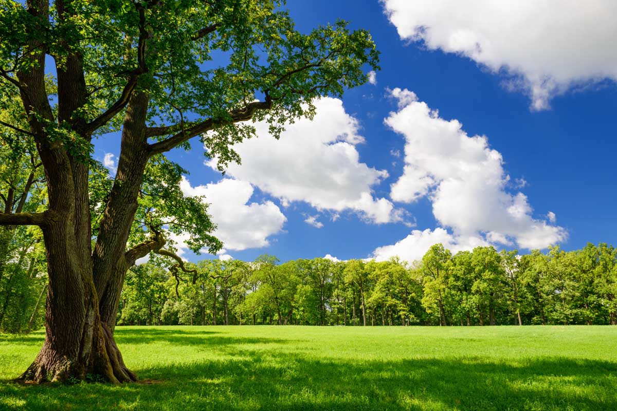 成熟的树修剪整齐的草坪,蓝色的天空。