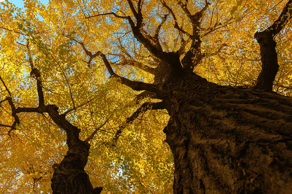 水平的形象一个视图的树冠大银杏树金黄的树叶在秋天。