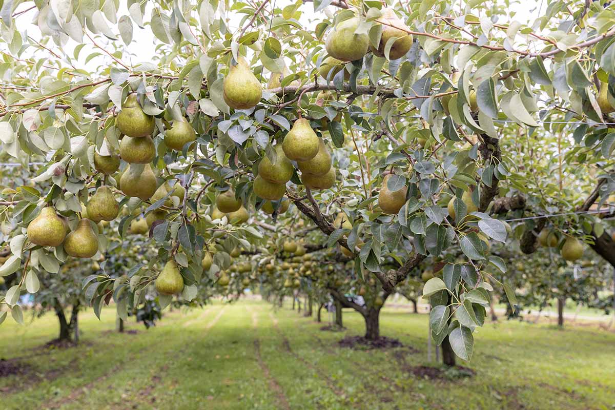 水平的形象行梨树的果园,成熟水果挂在树枝上。