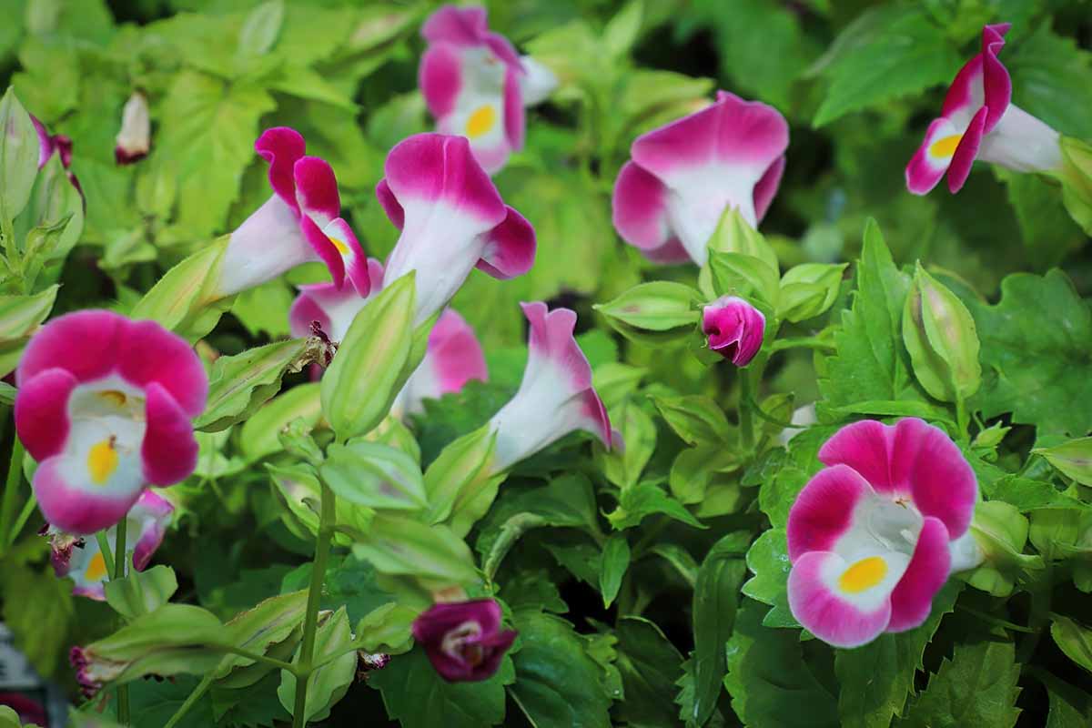 粉红色和白色的近距离水平图像torenia花种植在花园里。