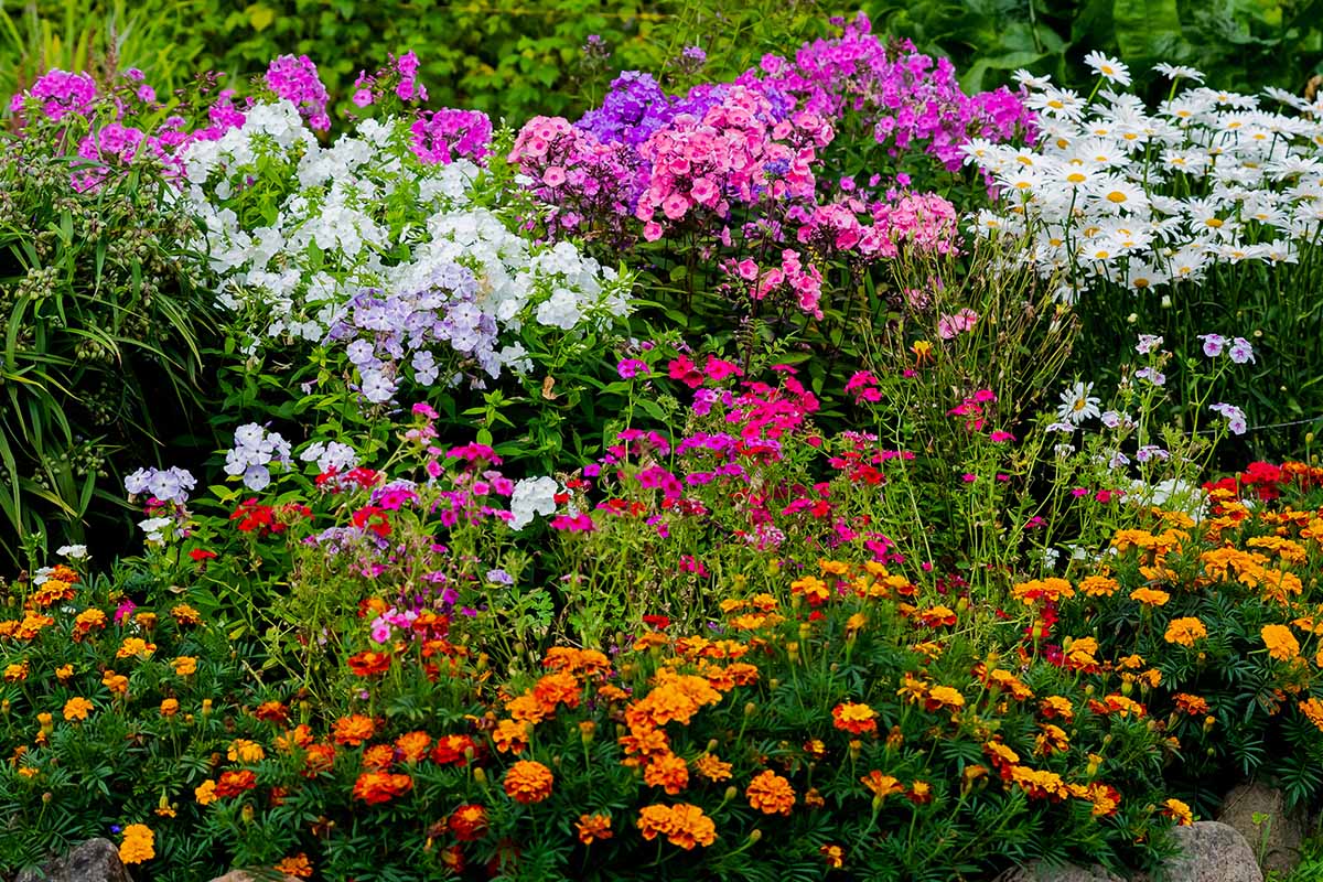 密切的横向图像边界一个五彩缤纷的花园一年生植物和多年生植物的混合物。