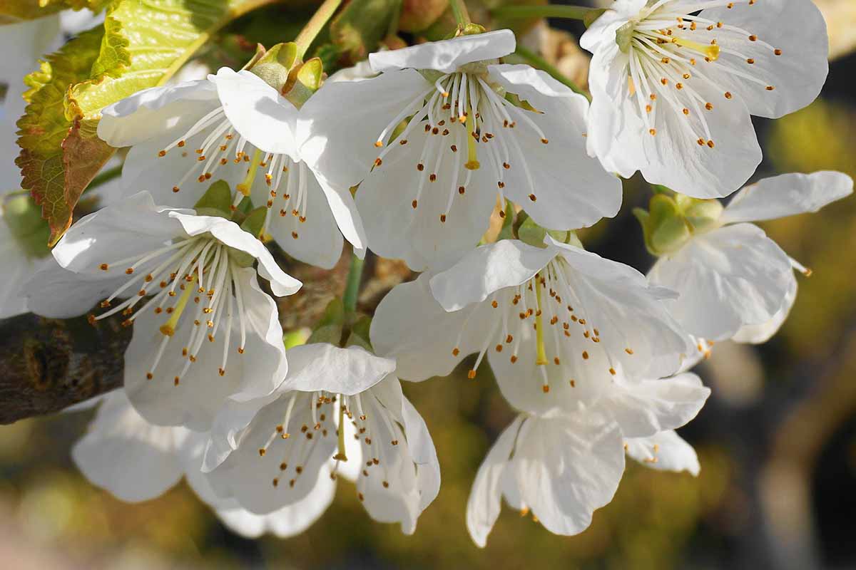 苹果树花的特写水平图像在背景光阳光照在软焦点图。