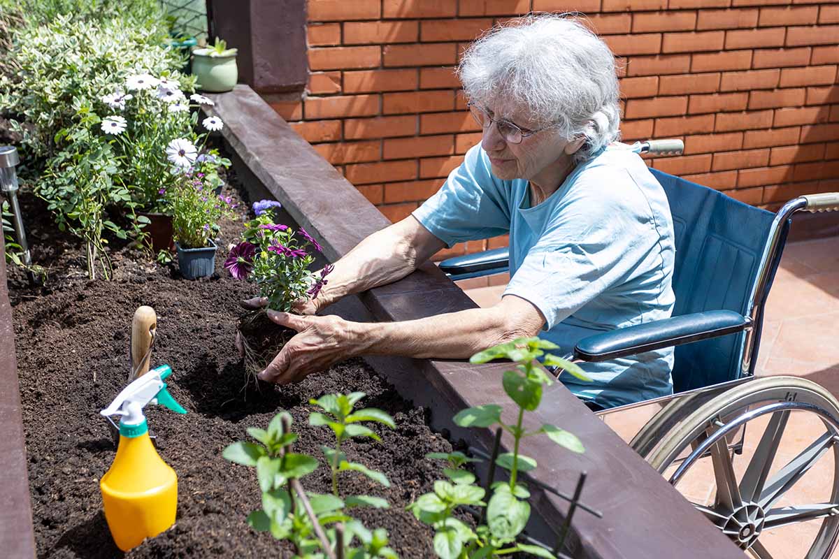 水平的形象,一位老妇人坐在轮椅上倾向于提高床花园。