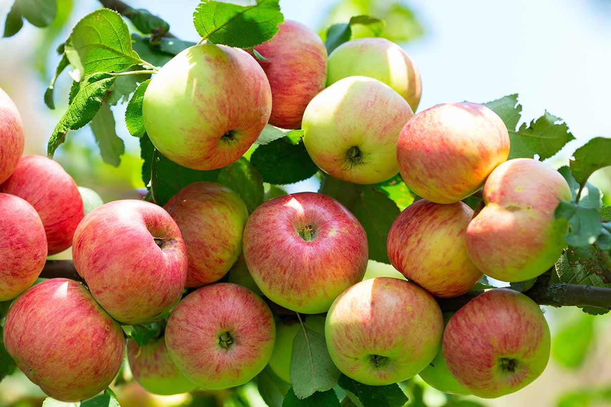 近水平形象的大型集群的苹果生长在花园里见光阳光。