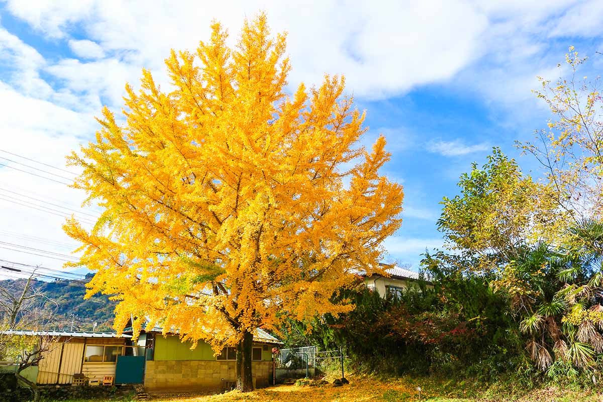 水平的形象大银杏树黄色秋天树叶生长在一个后院,见在明亮的阳光照在蓝天的背景。