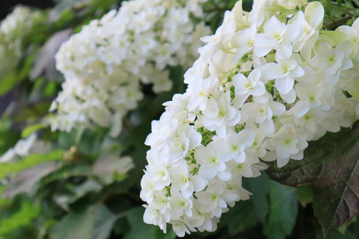 白色的近水平形象橡树叶绣球花花种植在花园里。