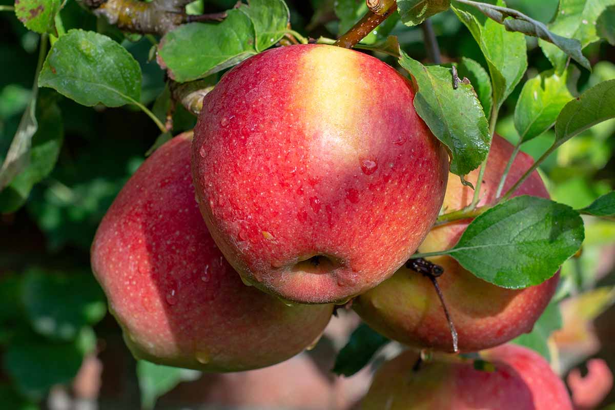 密切的横向图像Braeburn苹果长在树上,成熟的,准备收获。