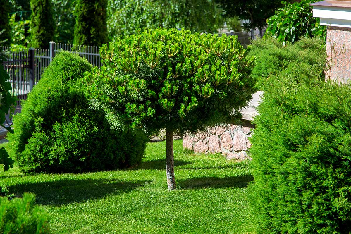 水平的形象不同的松树生长在一个正式的花园住宅外见在明亮的阳光下。