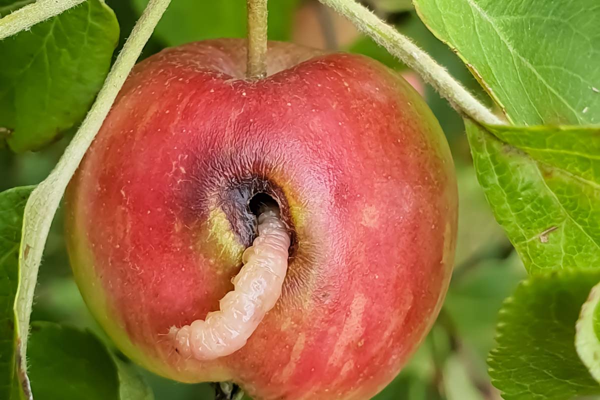 苹果蠹蛾幼虫从一个红苹果挂在树上。