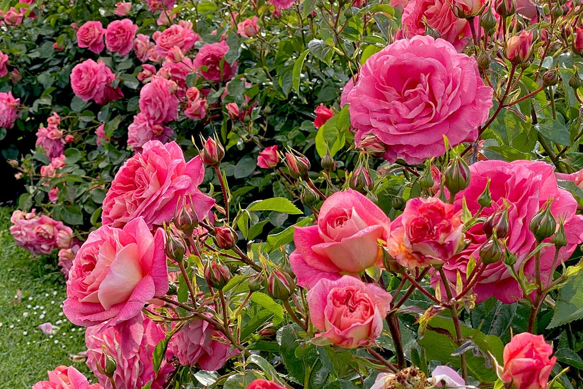 粉红色的近距离水平图像贺德玫瑰种植在花园里。