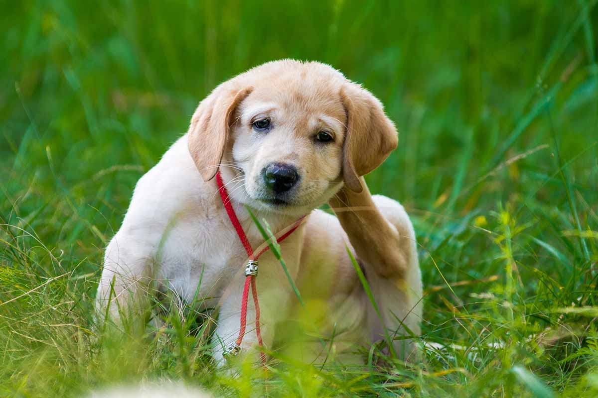 近水平形象的拉布拉多小狗坐在草地上痒脖子由于跳蚤侵扰。