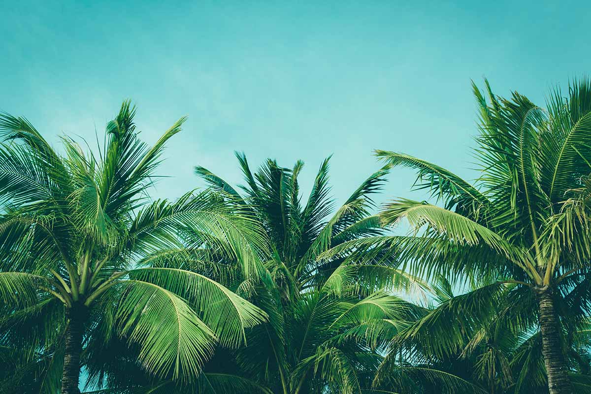 水平的椰子树在蓝天的背景。