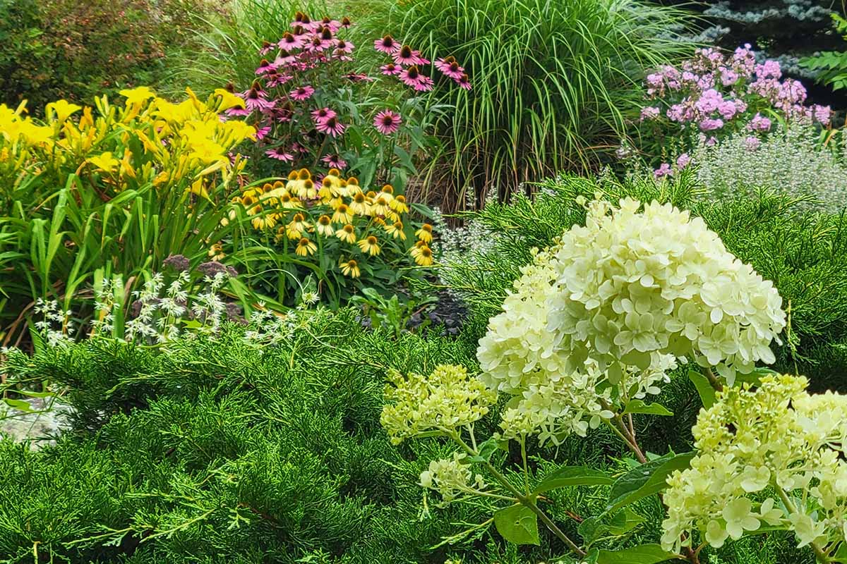 水平的形象的花园床与一些鲜花和观叶植物。BOB体育APP苹果下载