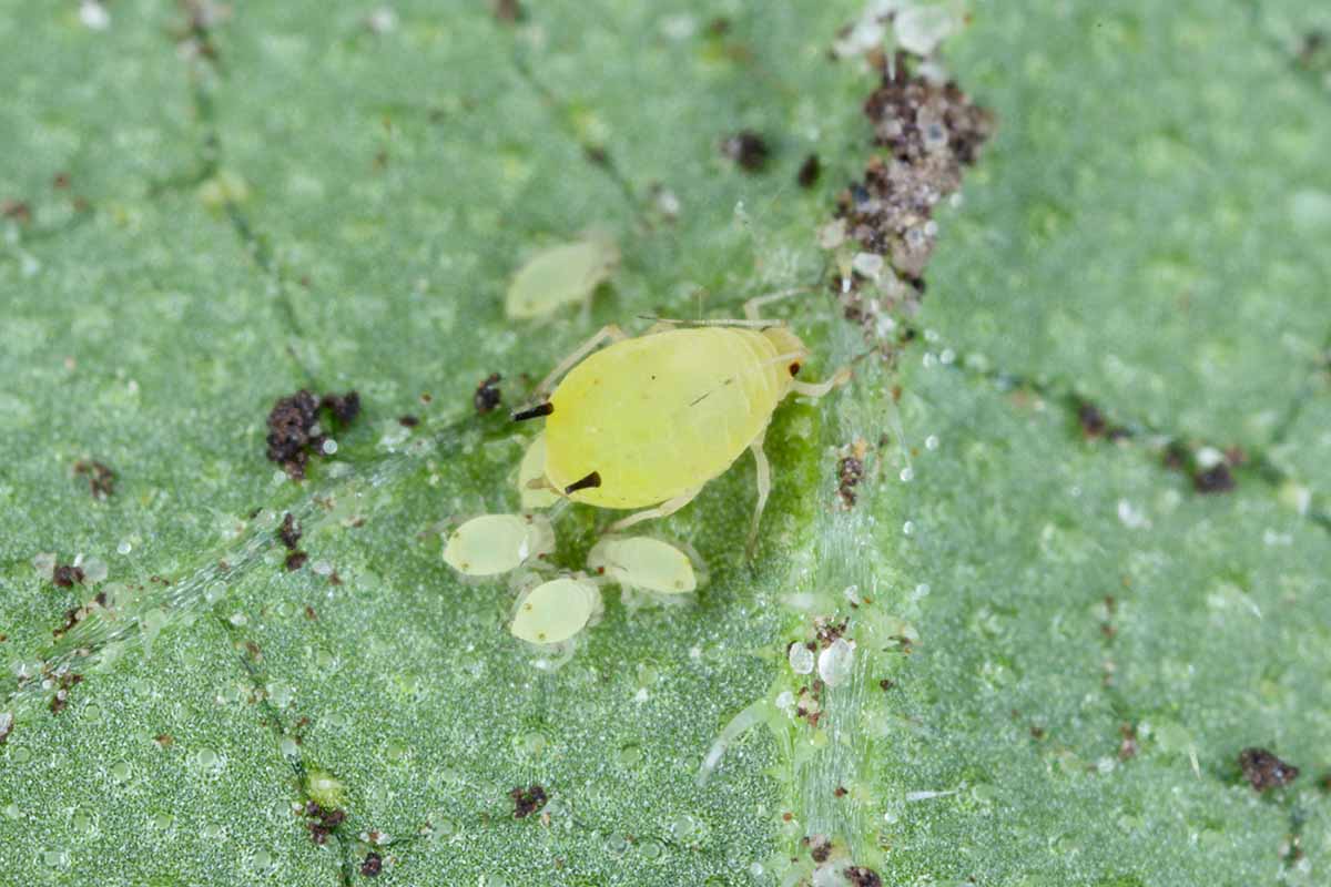 蚜虫的近距离水平图像表面上的叶见高放大。