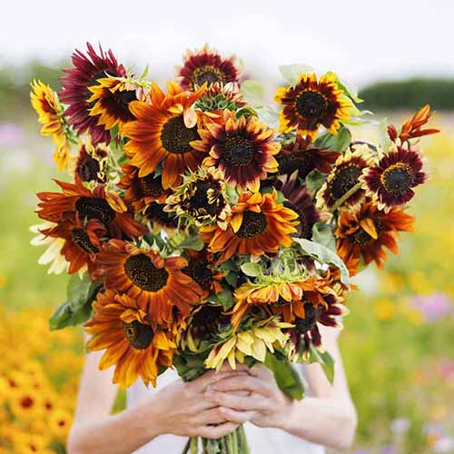 一个正方形的图像一个园丁拿着一堆秋天美丽的向日葵。