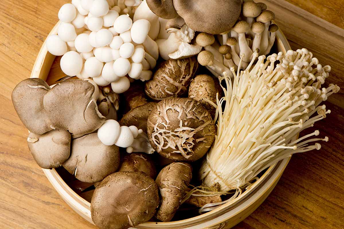 近水平形象的碗里满是不同种类的蘑菇上设置一个木制的表面。