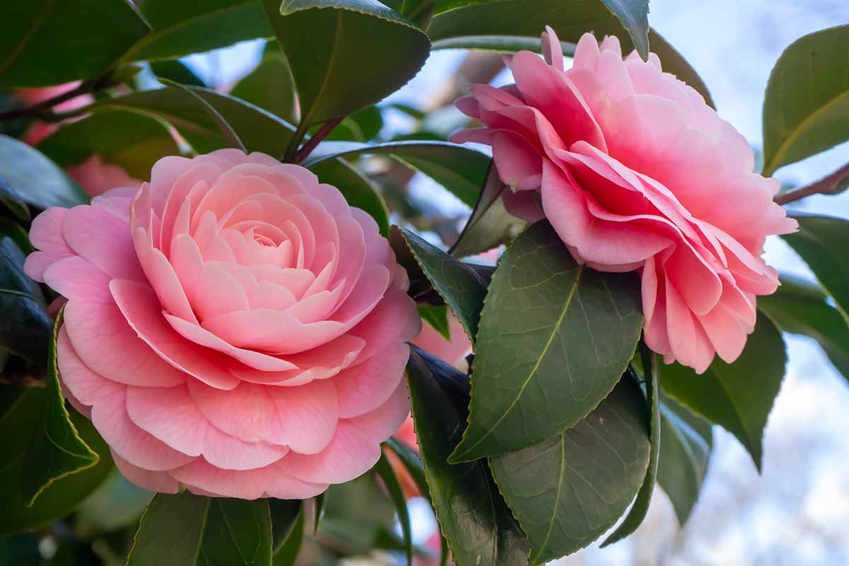 近水平形象两个粉红色山茶花花种植在花园里见软焦点的背景。