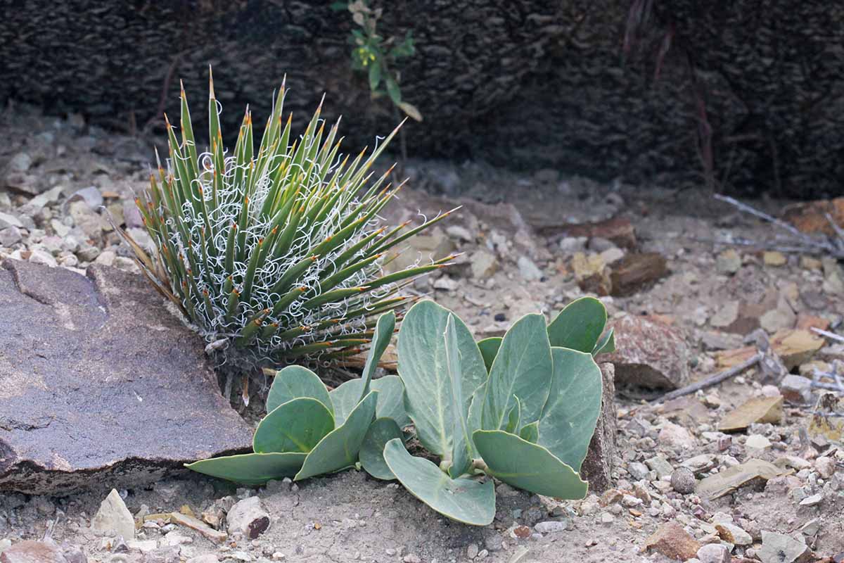 水平的一个小矮人丝兰植物生长在岩石和沙子。