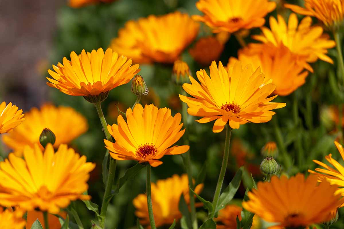 橙色的近距离水平图像金盏花花生长在秋天的花园。