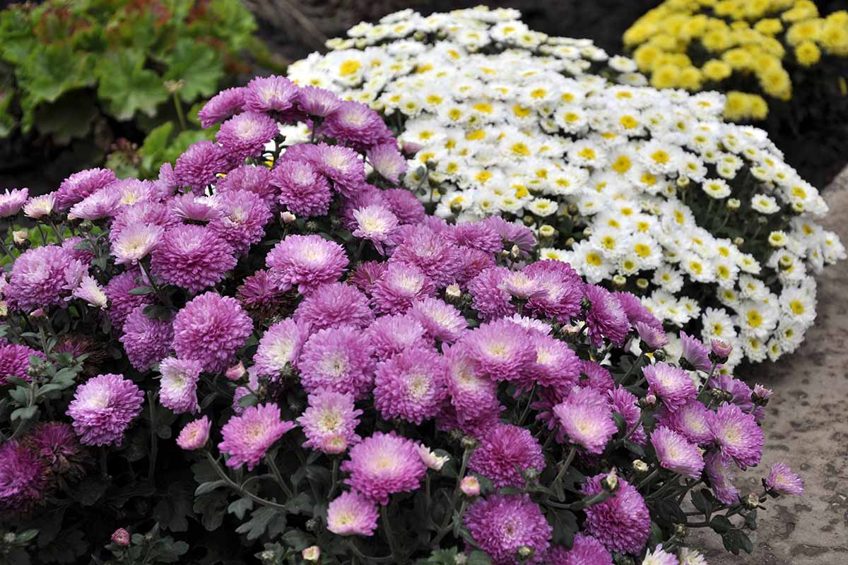 关闭水平图像的白色和紫色菊花生长在一个花园的边界。