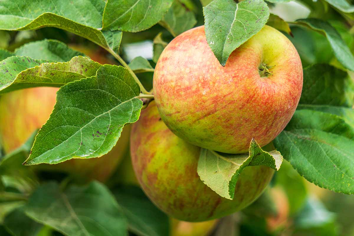 成熟的近距离水平图像密脆苹果长在树上,准备好收成。