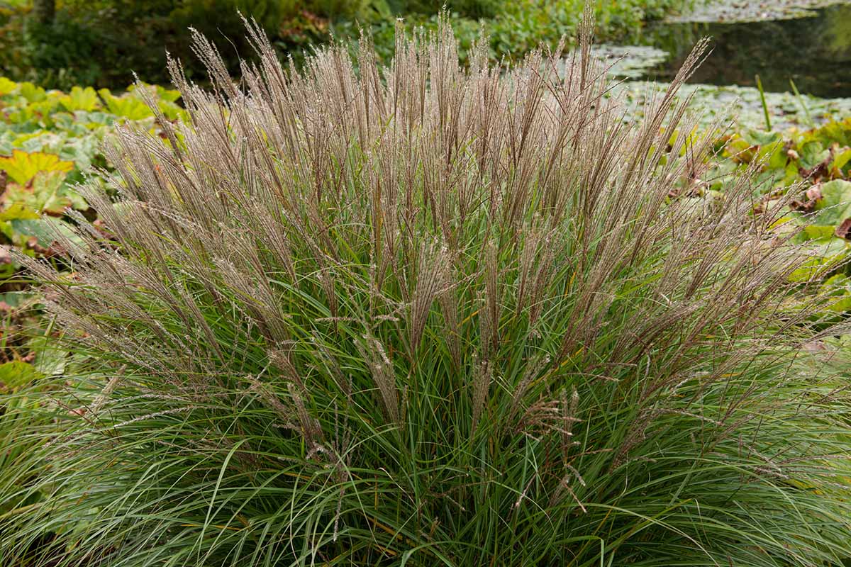 密切的横向图像日本银的丛草,又名少女草(芒草sinensis)种植在花园里。