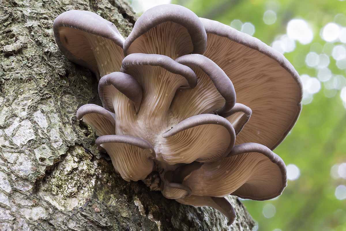 牡蛎蘑菇的近水平形象,从下面看,增长在树干上。