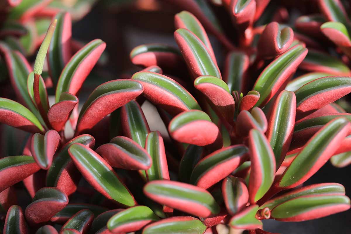 粉红色和绿色的近水平形象二色的多汁的叶子的ruby辉光豆瓣绿属植物,见光阳光。